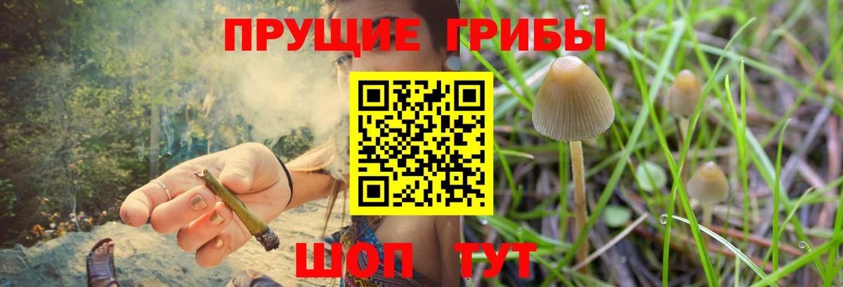 Мирный  Псилоцибиновые грибы GOLDEN TEACHER  Вход с VPN 